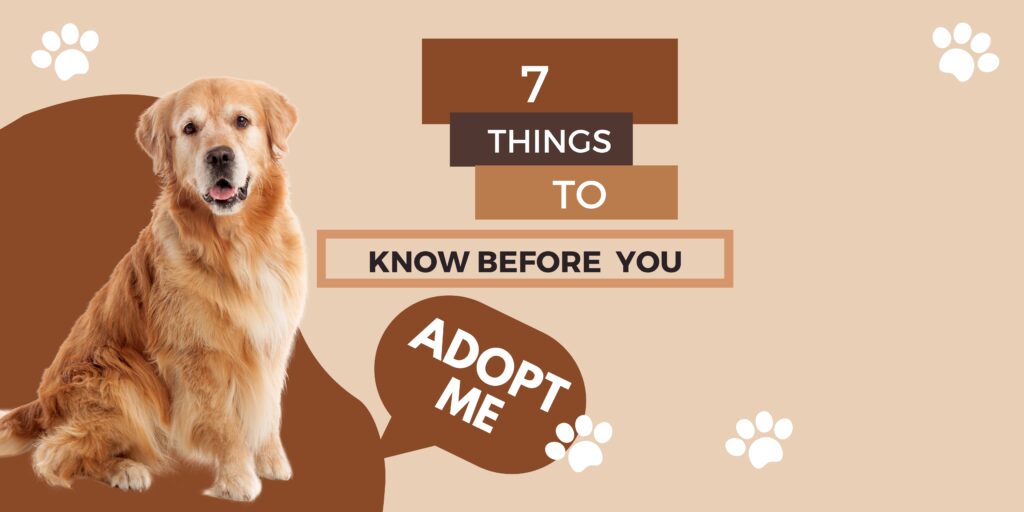 7 Things to Know About Dogs Before You Get One